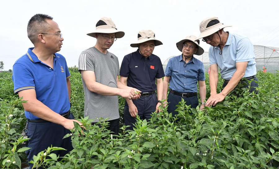 中國工程院院士鄒學校一行考察海利興蔬種業基地